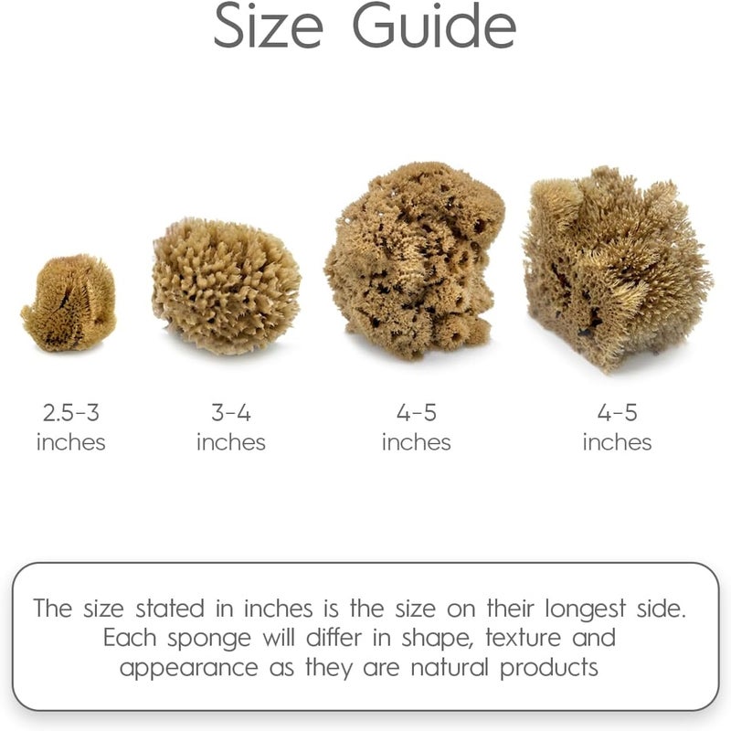 Naroa Artist Natural Sea Sponges for Painting 4 Pack | Unique Tool Set Unbleached | Great for Artists & Children | Acrylic, Watercolor, Marbling, Texturing, Pottery, Ceramics - Image 3